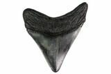 Fossil Megalodon Tooth - Georgia #151528-1